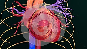 Human Heart photo
